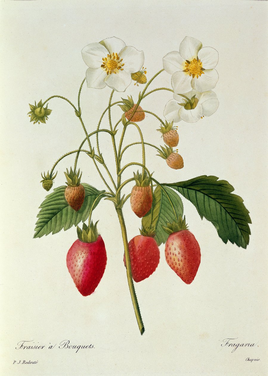 فراجاريا (فراولة) ، نقشها شابوس ، من "Choix des Plus Belles Fleurs" ، 1827-33 بواسطة بيير جوزيف ريدوت