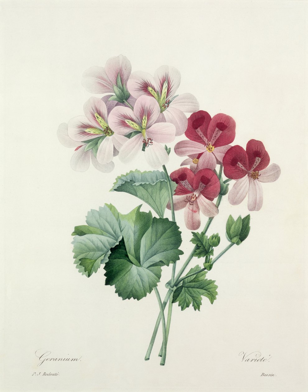 إبرة الراعي (فاتورة كرين) من "Choix des Plus Belles Fleurs" ، 1827 بواسطة بيير جوزيف ريدوت