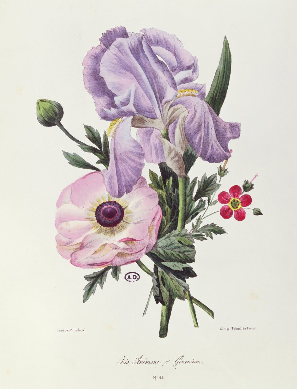 إيريس ، شقائق النعمان وإبرة الراعي ، نقشها Pointel du Portail ، c.1830 بواسطة بيير جوزيف ريدوت