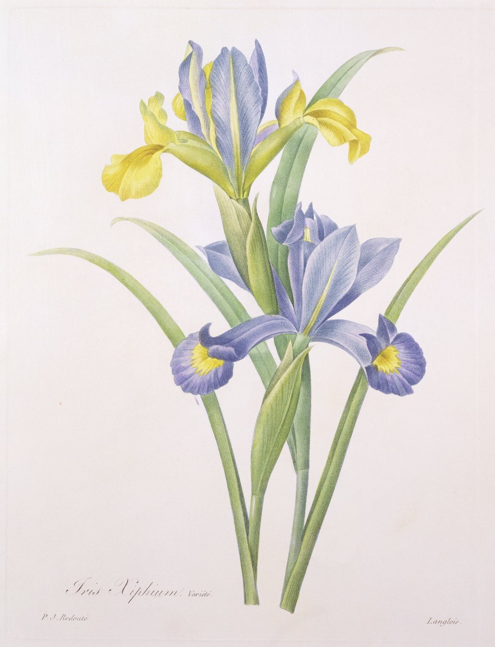 Iris xiphium ، متنوعة ، منقوش بواسطة Langlois ، من "Choix des Plus Belles Fleurs" ، 1827 بواسطة بيير جوزيف ريدوت