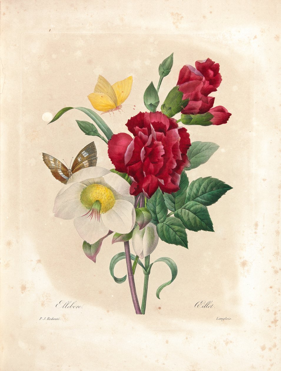 قرنفل ، منقوش بواسطة Langlois ، من "اختيار أجمل الزهور وأجمل الفواكه" ، المجلد. أنا ، 1827-1833 بواسطة بيير جوزيف ريدوت