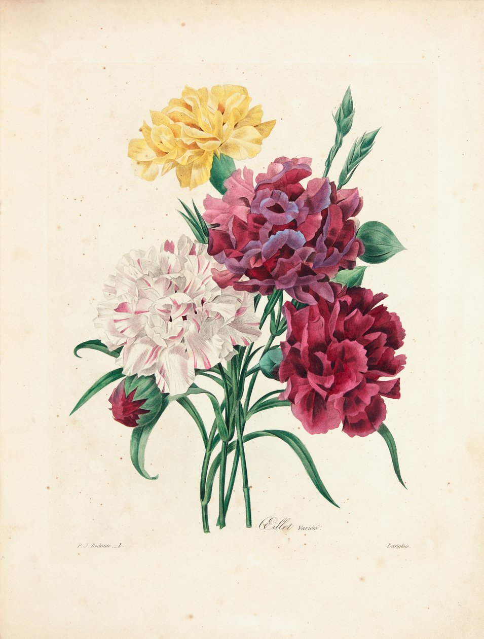 القرنفل ، المنقوش بواسطة Langlois ، من "اختيار أجمل الزهور وأجمل الفواكه" ، المجلد. أنا ، 1827-1833 بواسطة بيير جوزيف ريدوت