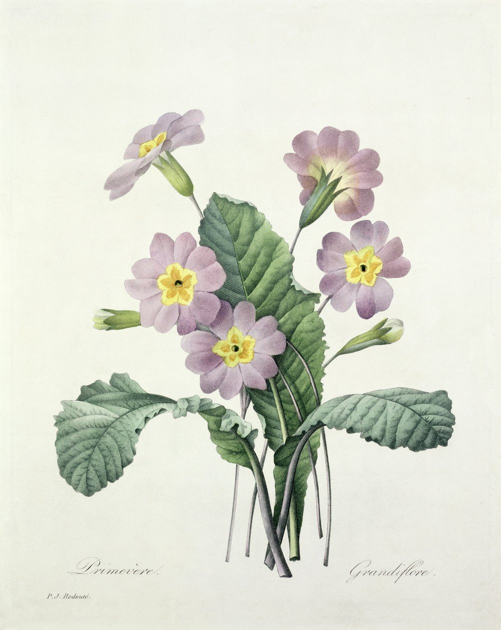 Primula (زهرة الربيع) ، نقشها Bessin ، من "Choix des Plus Belles Fleurs" ، 1827 بواسطة بيير جوزيف ريدوت