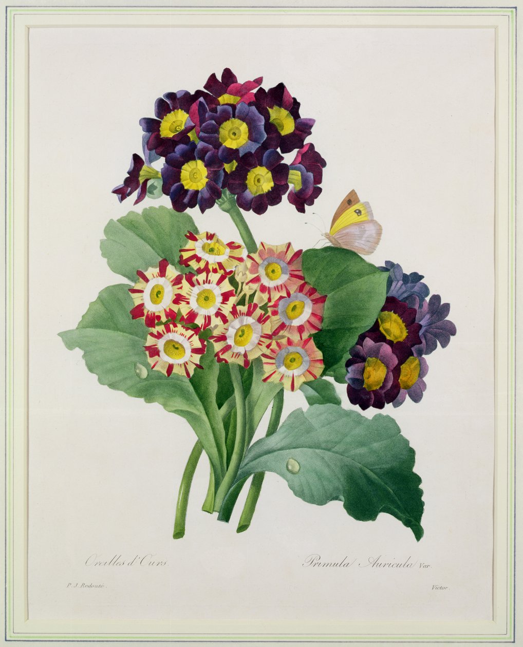 Primula auricula ، منقوش بواسطة Victor ، من "Choix des Plus Belles Fleurs" ، 1827 بواسطة بيير جوزيف ريدوت