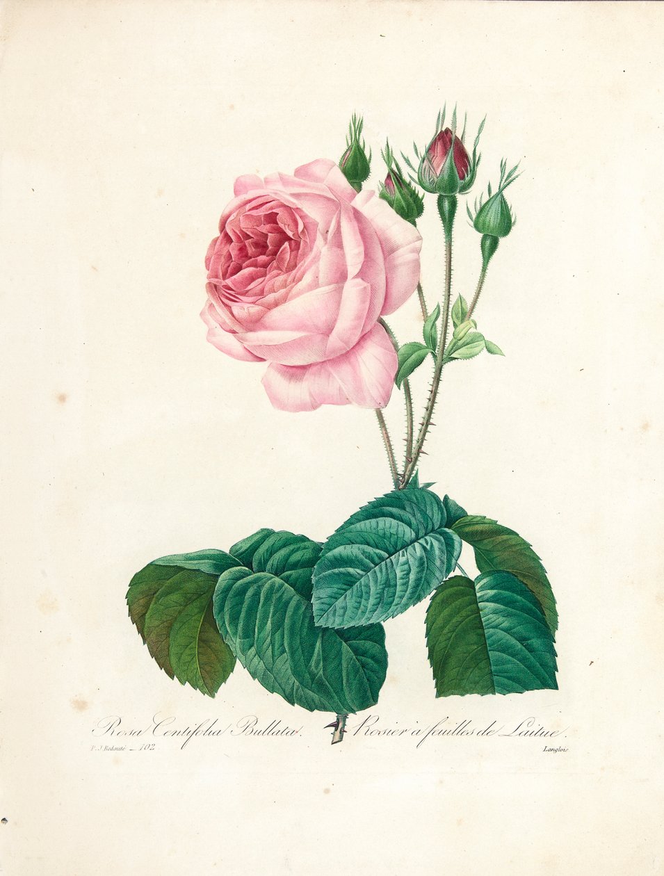 Rosa Centifolia Bullata ، منقوش بواسطة Langlois ، من "اختيار أجمل الزهور وأجمل الفواكه" ، المجلد. أنا ، 1827-1833 بواسطة بيير جوزيف ريدوت