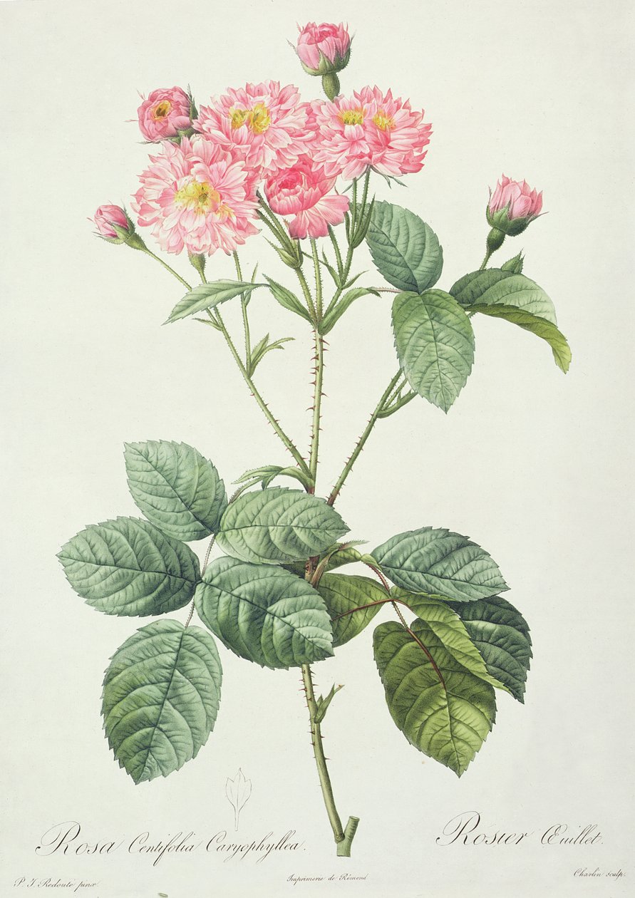 Rosa Centifolia Caryophyllea ، نقشت بواسطة Charlin ، نشرتها Remond بواسطة بيير جوزيف ريدوت