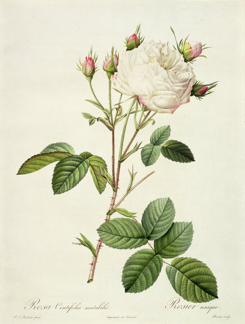 Rosa Centifolia Mutabilis ، نقشها Bessin ، نشرتها Remond بواسطة بيير جوزيف ريدوت