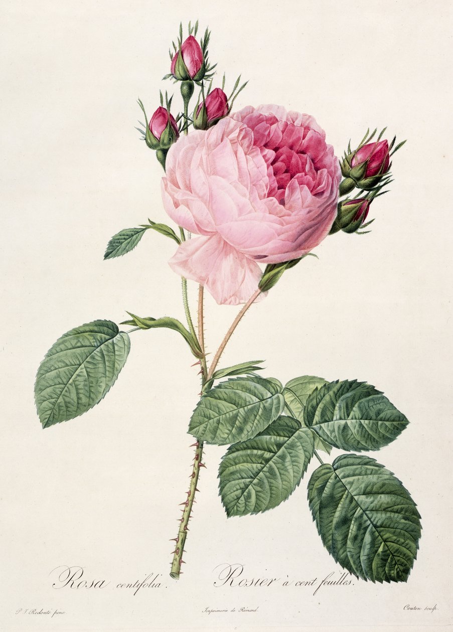 Rosa Centifolia ، من "Les Roses" ، نقشها Couten ، نشرتها Remond ، 1817 بواسطة بيير جوزيف ريدوت