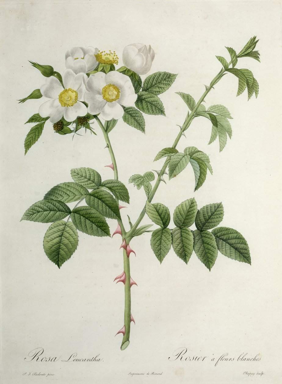 Rosa Leucantha ، محفورة بواسطة Chapuy ، نشرتها Remond بواسطة بيير جوزيف ريدوت