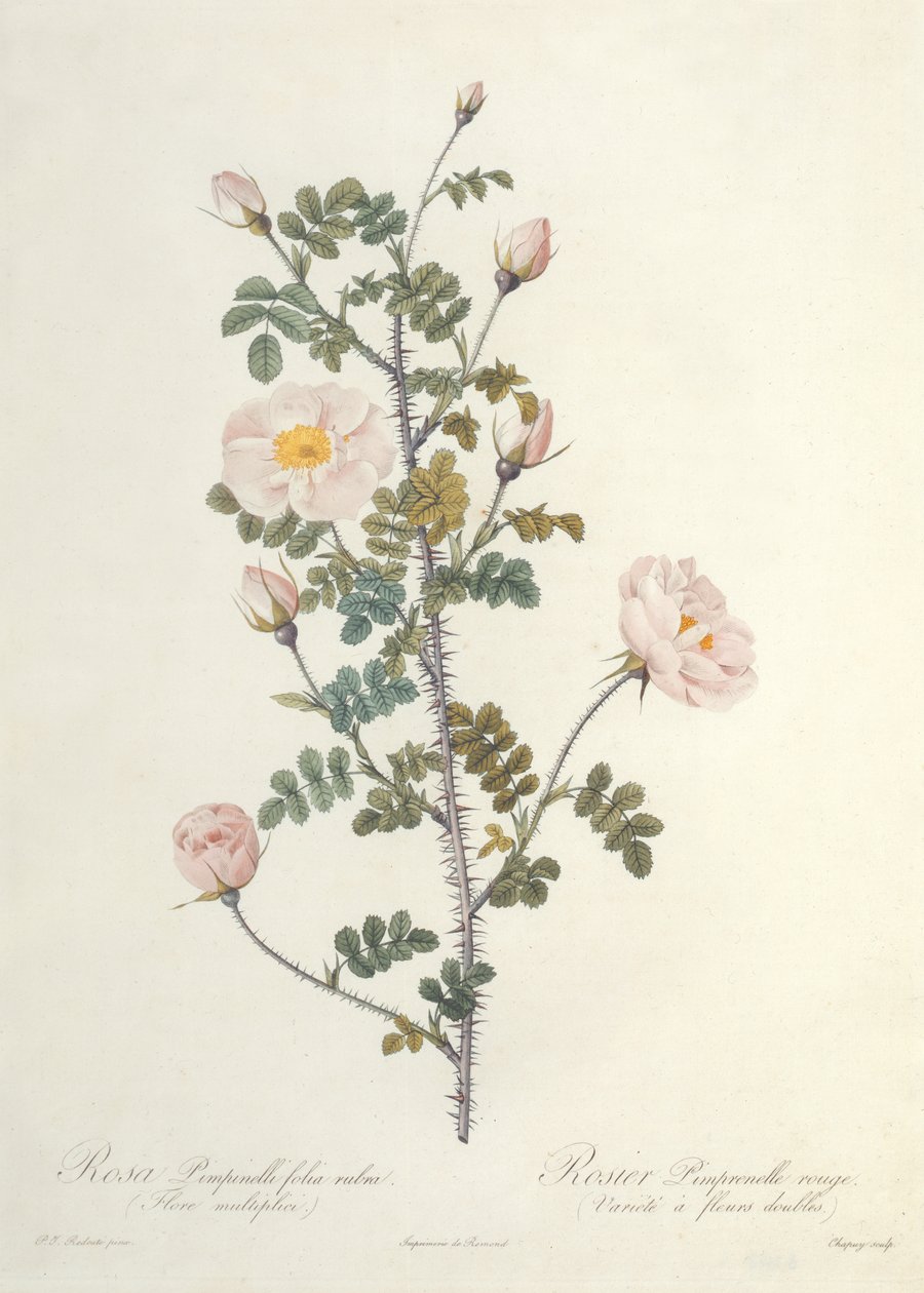 ارتفع PIMPINELLIFOLIUM زهور حمراء عديدة منقوشة بواسطة chapuys التي نشرتها Remond بواسطة بيير جوزيف ريدوت