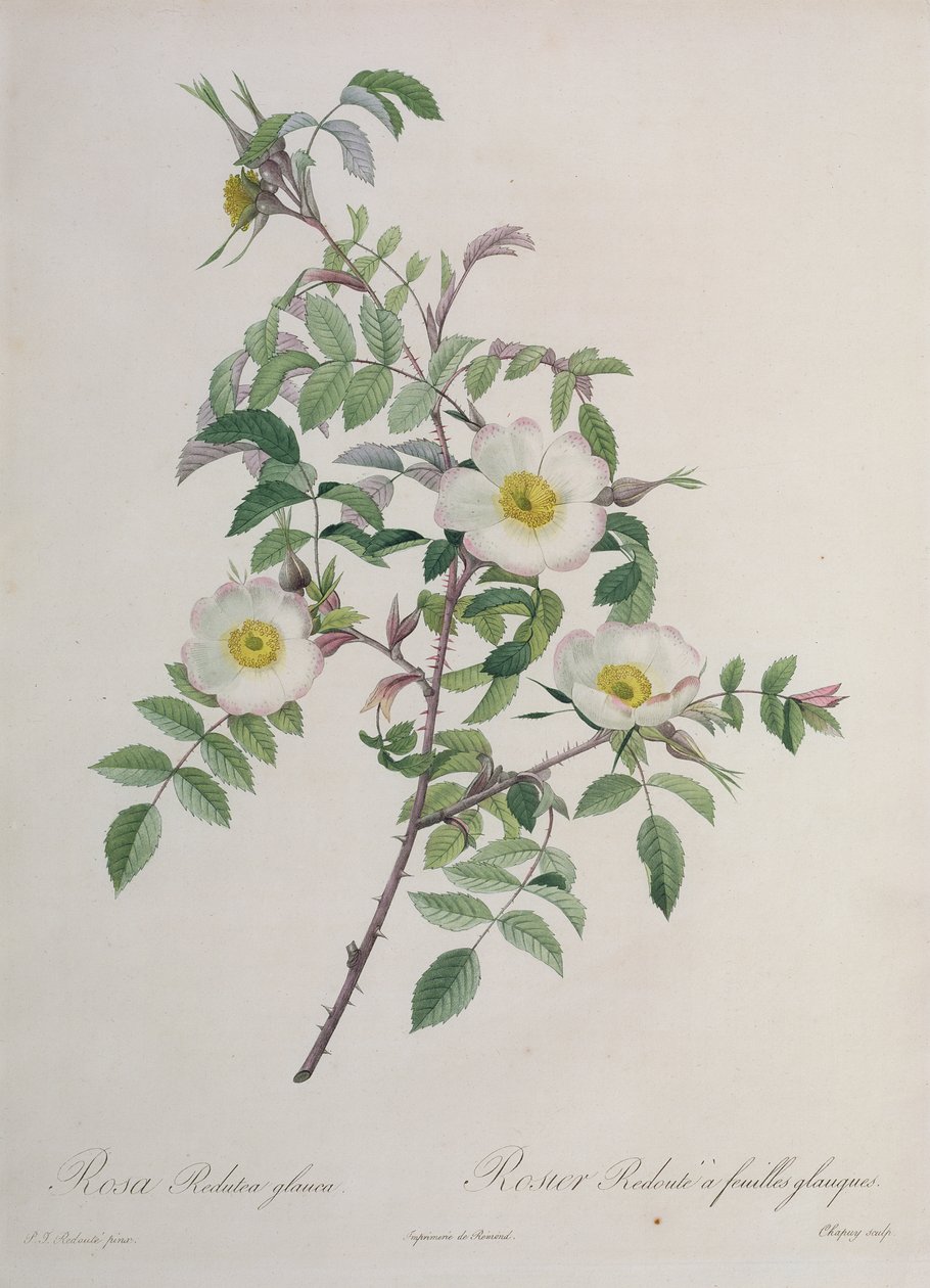 Rosa Redutea glauca ، محفورة بواسطة Chapuy ، نشرتها Remond بواسطة بيير جوزيف ريدوت