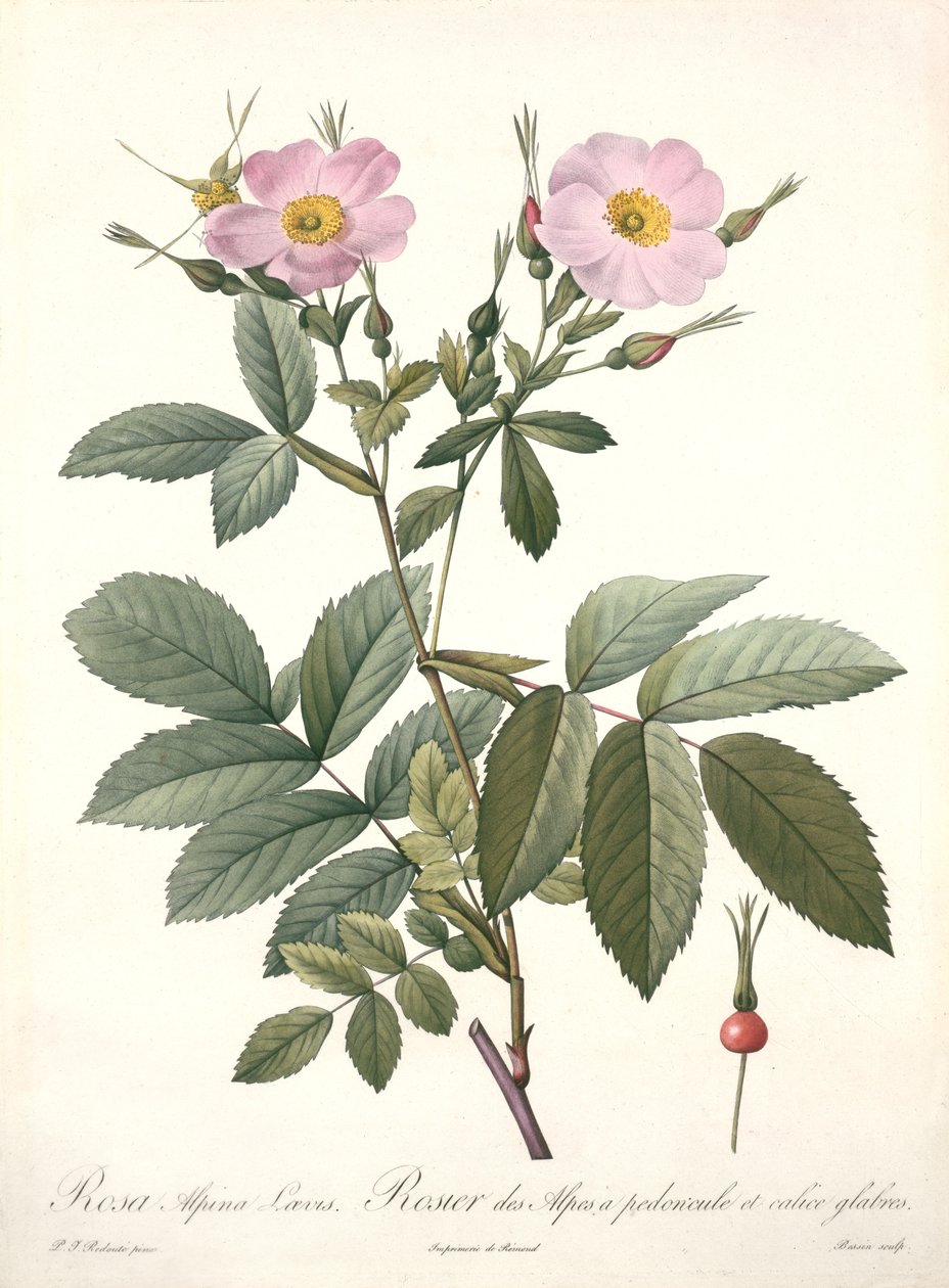 روزا ألبينا ليفيس ، نقشها بيسين ، من "Les Roses" ، 1817-24 (ألوان مائية) بواسطة بيير جوزيف ريدوت