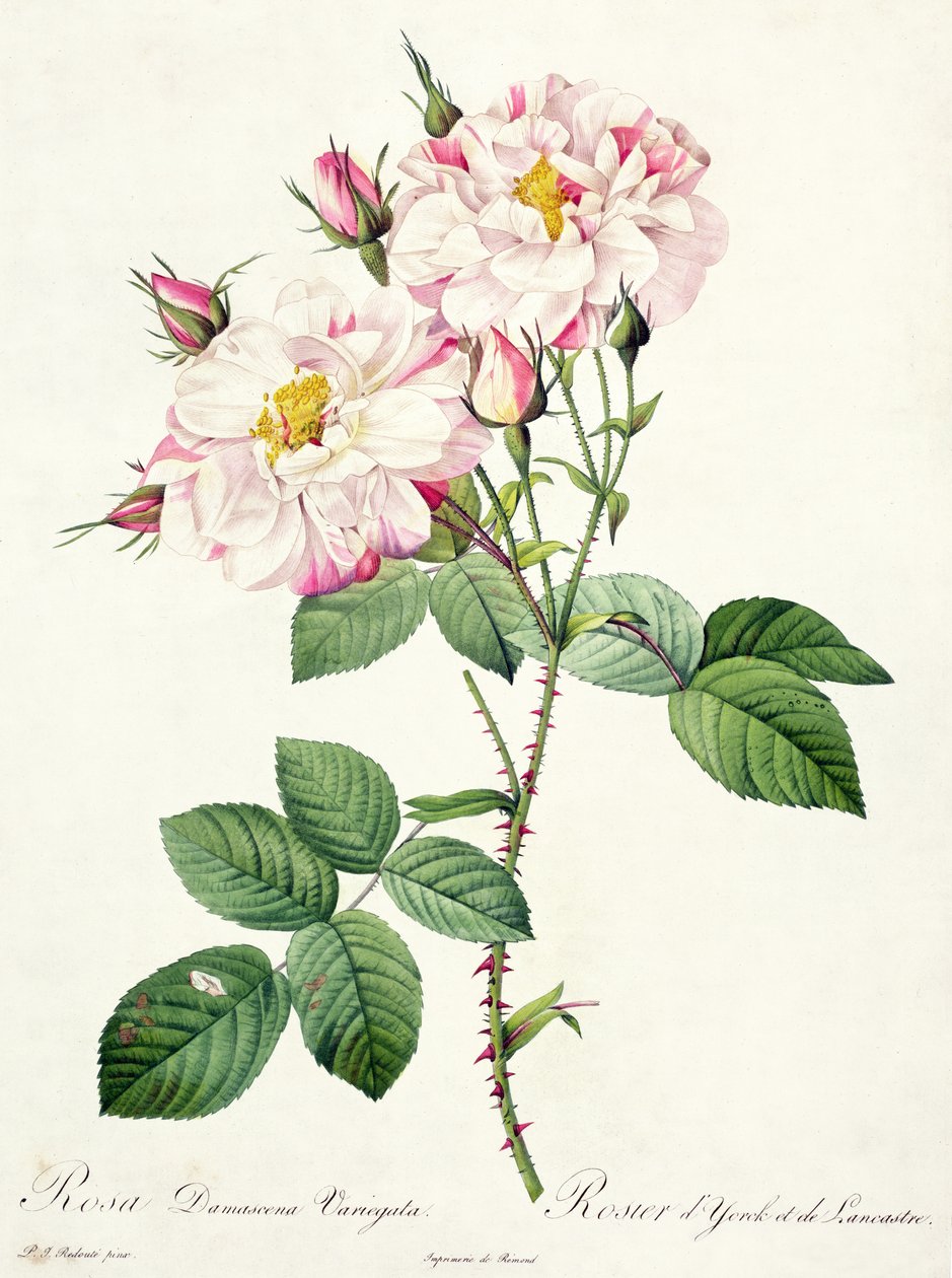 Rosa damascena variegata (وردة York و Lancaster) ، نقشها Bessin ، من "Les Roses" ، 1817-24 (ألوان مائية) بواسطة بيير جوزيف ريدوت