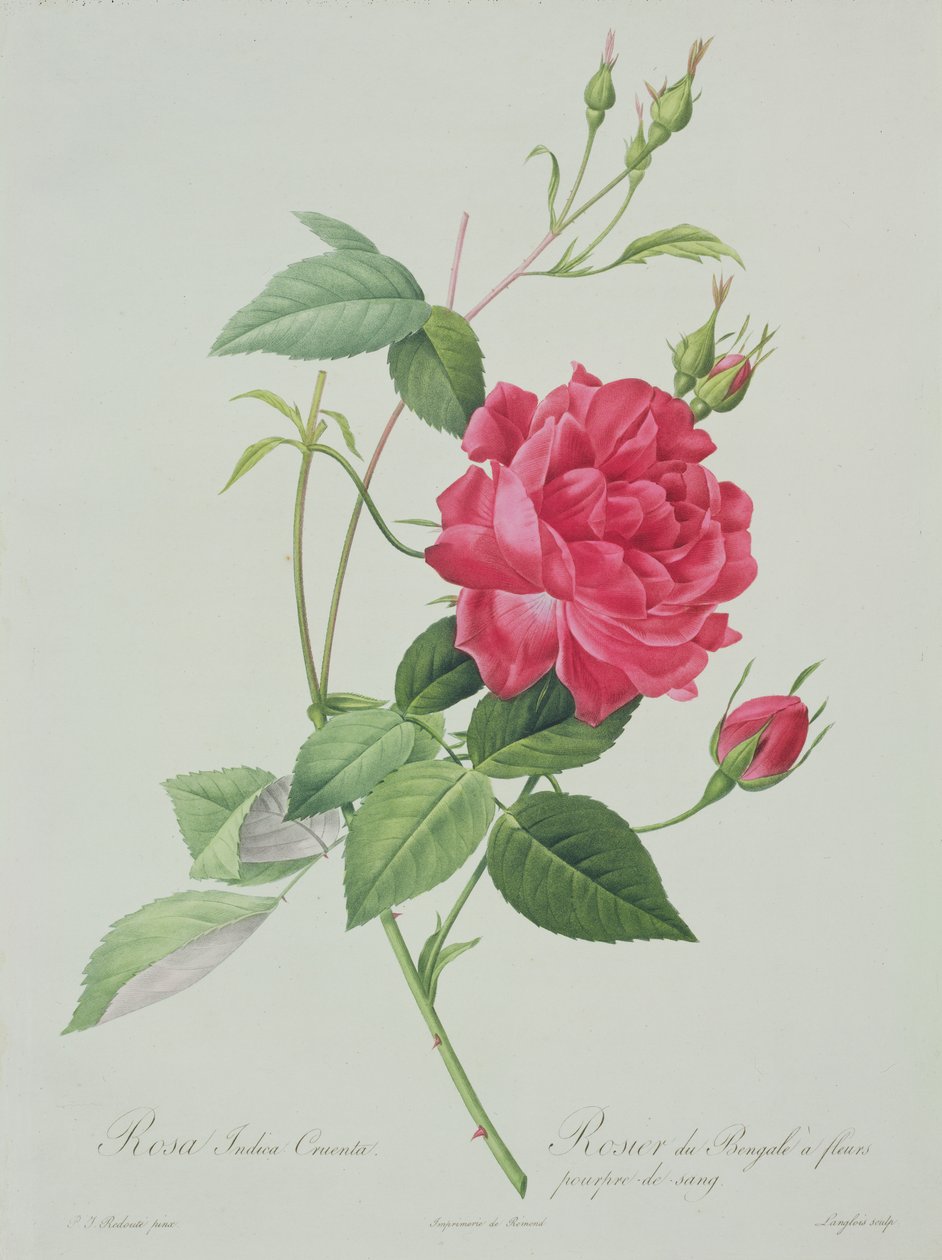 Rosa indica cruenta (روز بنغل أحمر الدم) ، منقوش بواسطة Langlois ، من "Les Roses" ، 1817-24 (aquatint الملونة) بواسطة بيير جوزيف ريدوت