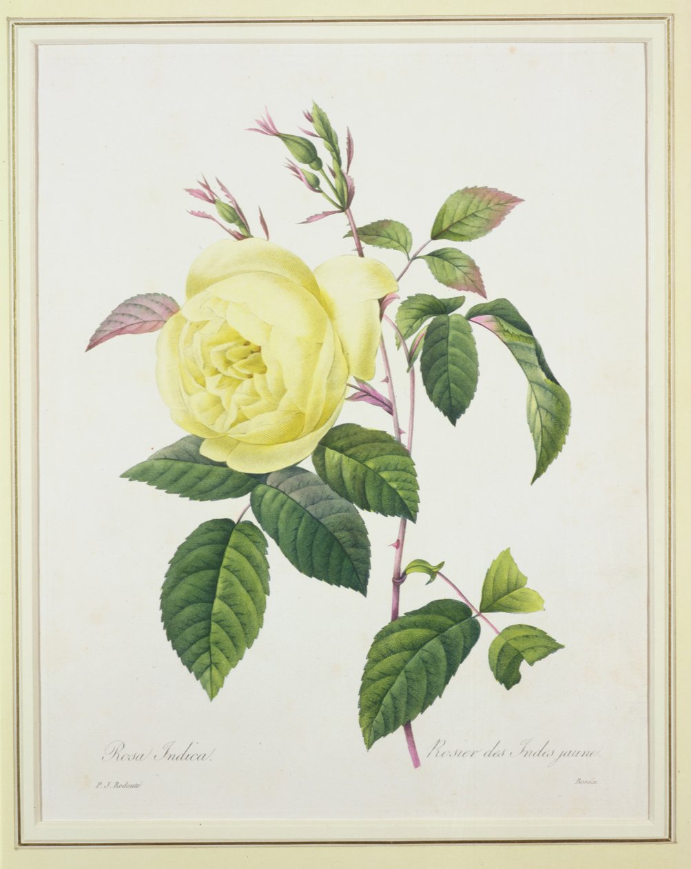 روزا إنديكا ، نقشها بيسين ، من "Choix des Plus Belles Fleurs" ، 1827 بواسطة بيير جوزيف ريدوت