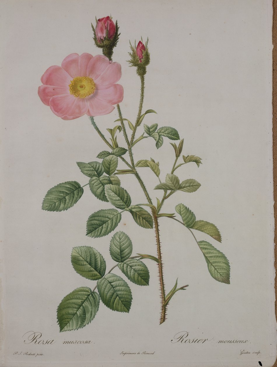 Rosa muscosa (موس الطحلب) ، نقشها غوتن ، من "Les Roses" ، 1817-24 (ألوان مائية) بواسطة بيير جوزيف ريدوت