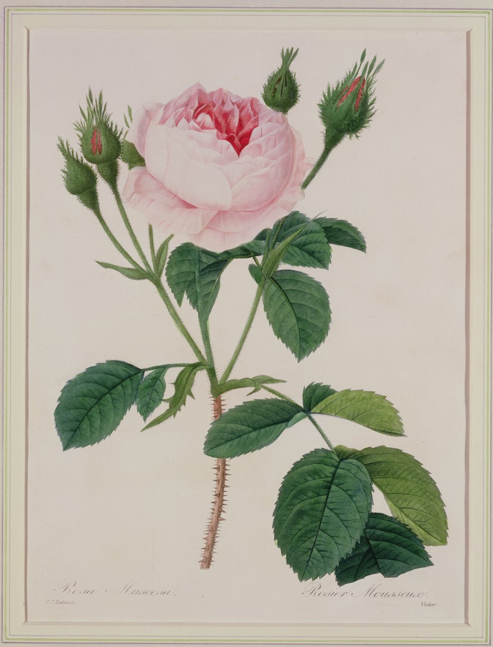 روزا مسكوسا (روز موس) ، نقشها فيكتور ، من فيلم "Choix des Plus Belles Fleurs" ، 1827 بواسطة بيير جوزيف ريدوت