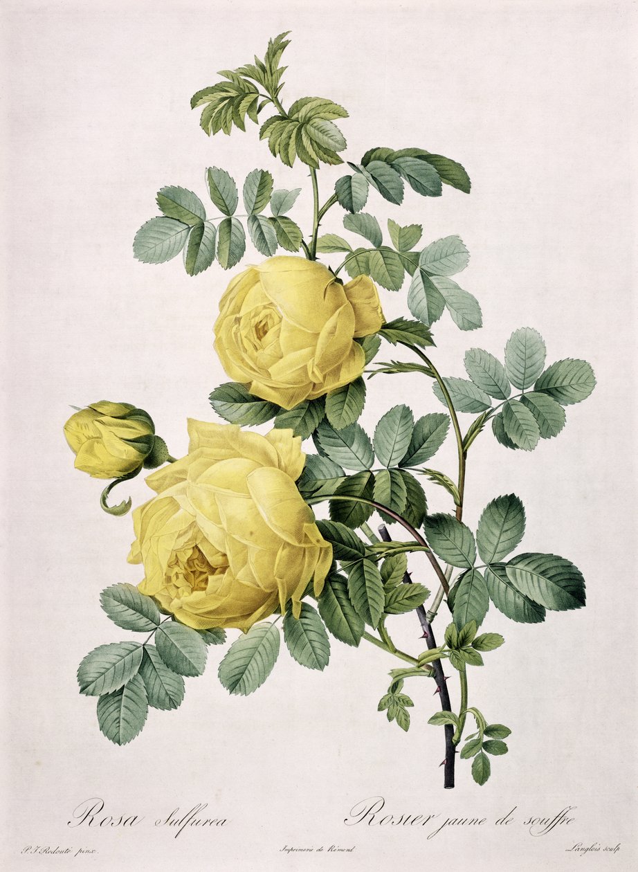 Rosa sulfurea ، محفورة بواسطة Langlois ، من "Les Roses" ، 1817-24 (ألوان مائية) بواسطة بيير جوزيف ريدوت