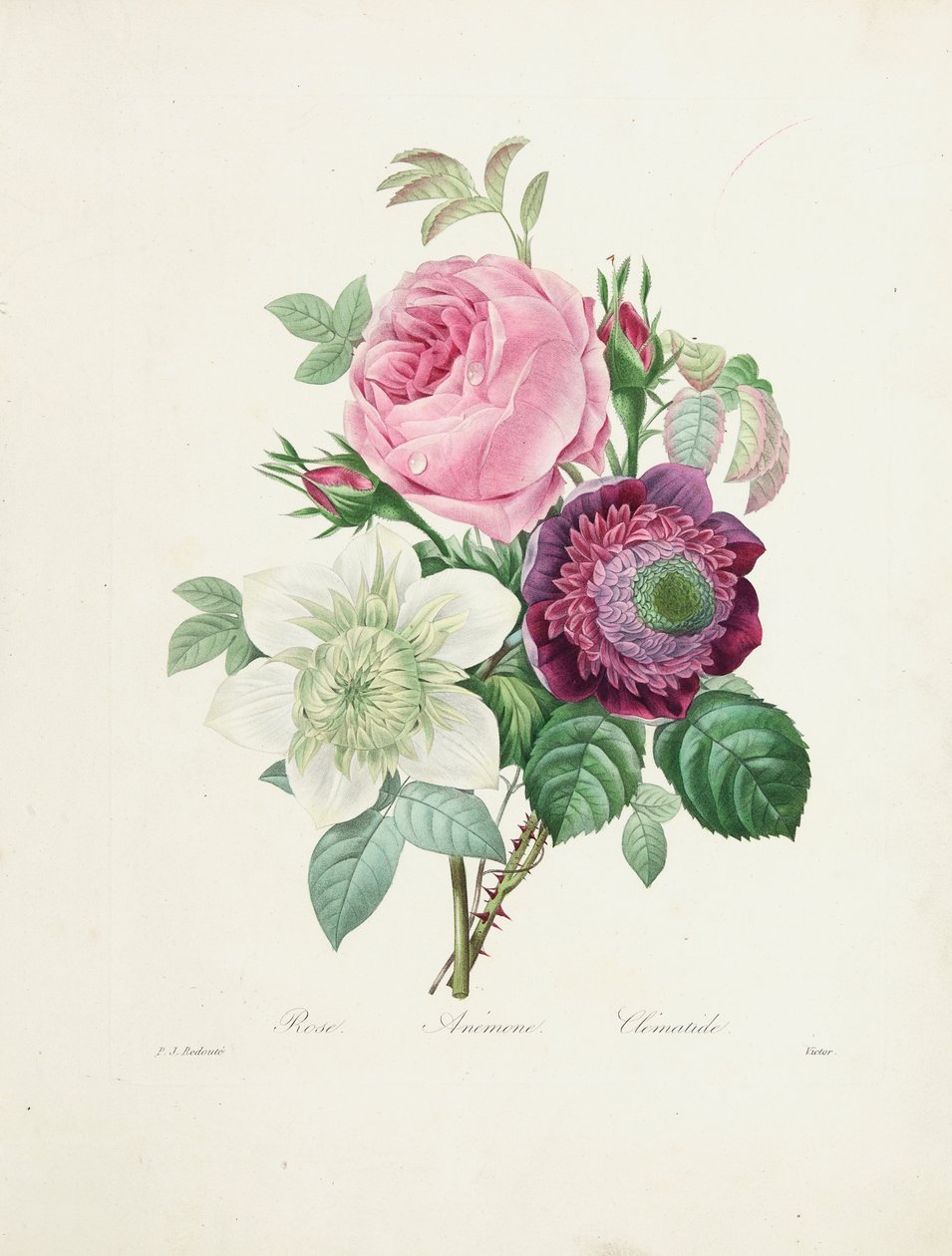 روز ، شقائق النعمان و Clematis ، نقشها فيكتور ، من "Choix des Plus Belles Fleurs et des Beaux Fruits" ، 1827-1833 بواسطة بيير جوزيف ريدوت