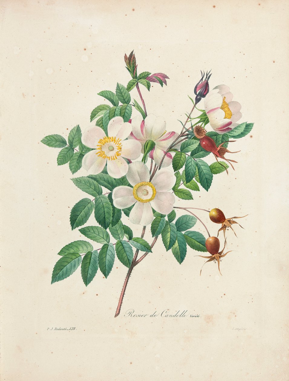 Rosier de Candolle ، من "اختيار أجمل الزهور وأجمل الفواكه" ، المجلد. أنا ، 1827-1833 بواسطة بيير جوزيف ريدوت