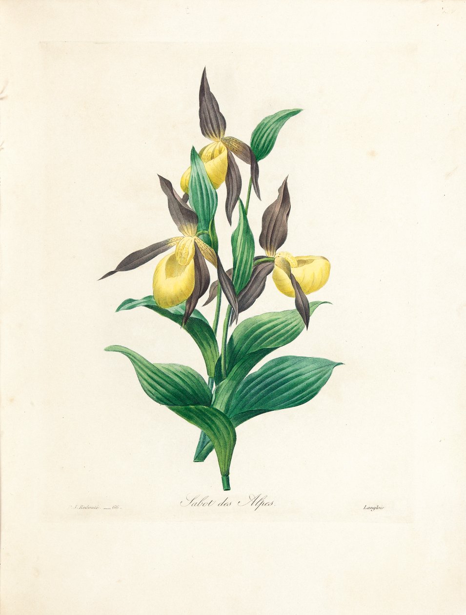 Sabot des Alpes ، منقوش بواسطة Langlois ، من "اختيار أجمل الزهور وأجمل الفواكه" ، المجلد. الثاني ، 1827-1833 بواسطة بيير جوزيف ريدوت