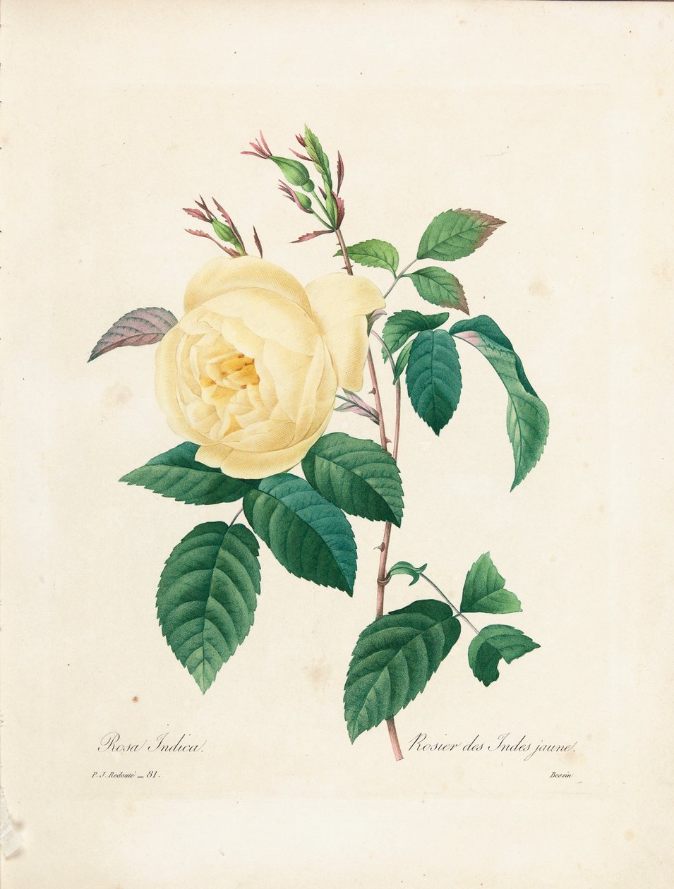 Yellow Rosa Indica ، محفورة بواسطة Bessin ، من "اختيار أجمل الزهور وأجمل الفواكه" ، المجلد. أنا ، 1827-1833 بواسطة بيير جوزيف ريدوت