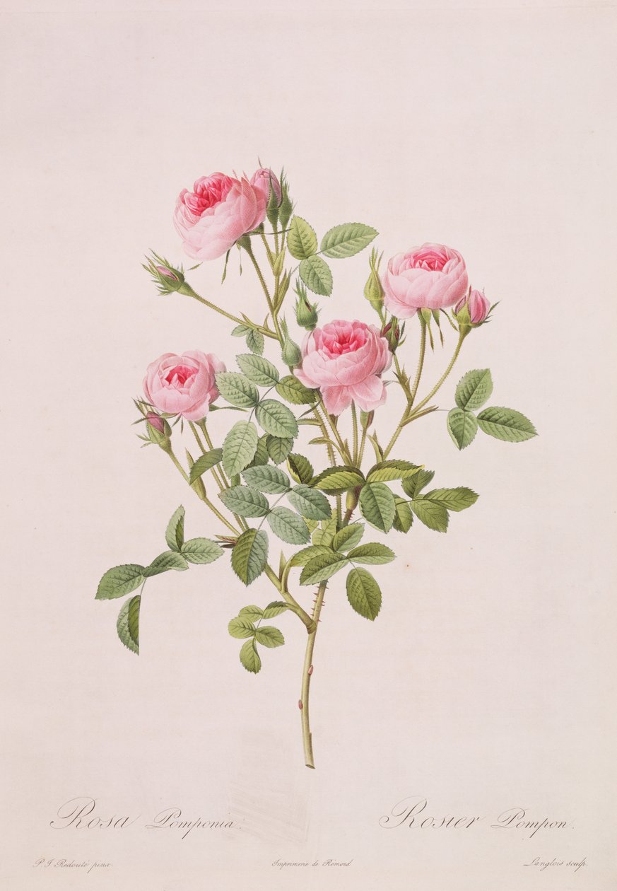 روزا بومبونيا ، منقوشة بواسطة لانجلوا ، من لي روزيس ، 1817-24 (ألوان مائية) بواسطة بيير جوزيف ريدوت