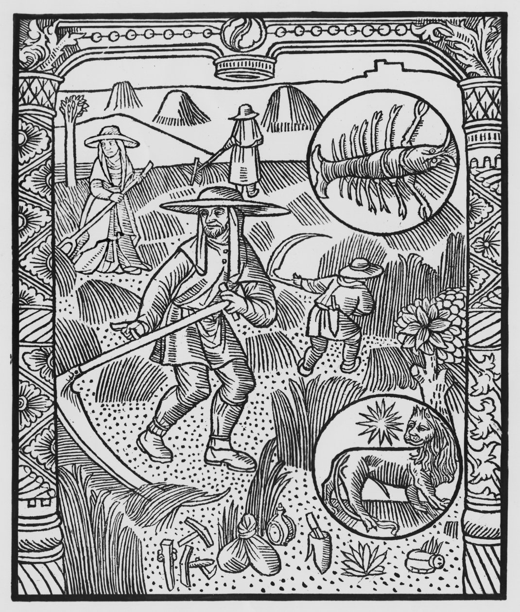 يوليو ، التباهي ، السرطان ، رسم توضيحي من "Almanach des Bergers" ، 1491 (xylograph) بواسطة بيير لو روج