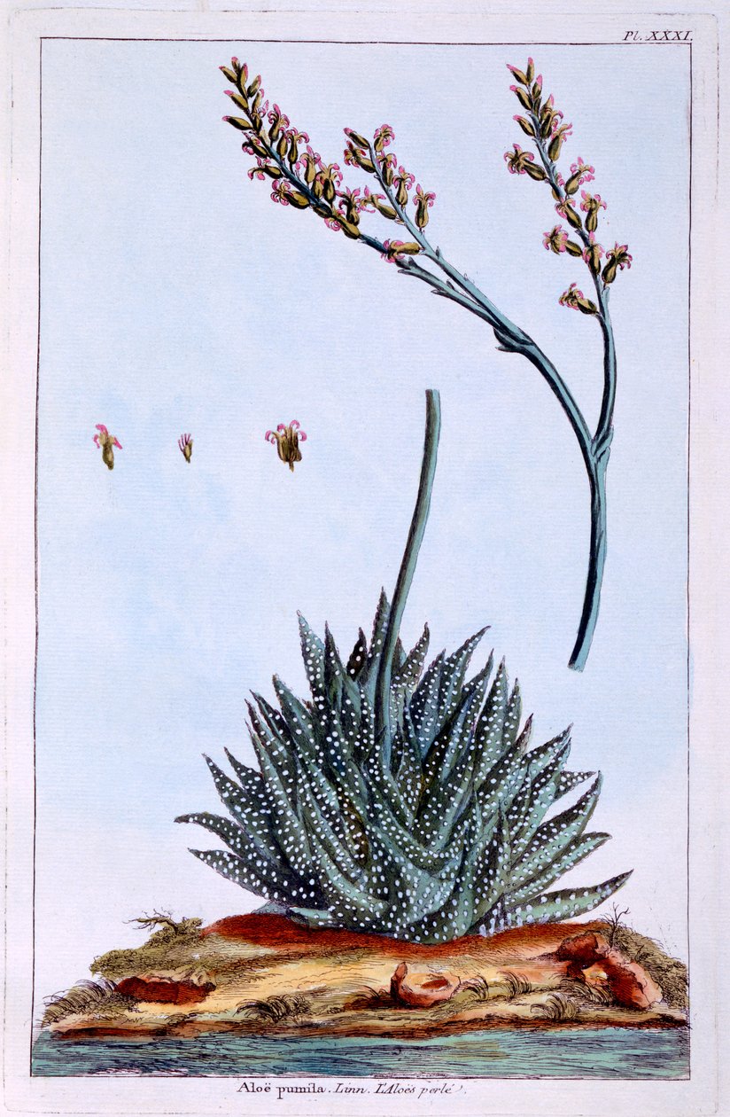 الألوة ، رسم توضيحي من "مجموعة Precieuse et Enluminee Des Floura" ، بقلم بيير جوزيف بوتشوز ، المنشور عام 1776 بواسطة بيير جوزيف بوشوز