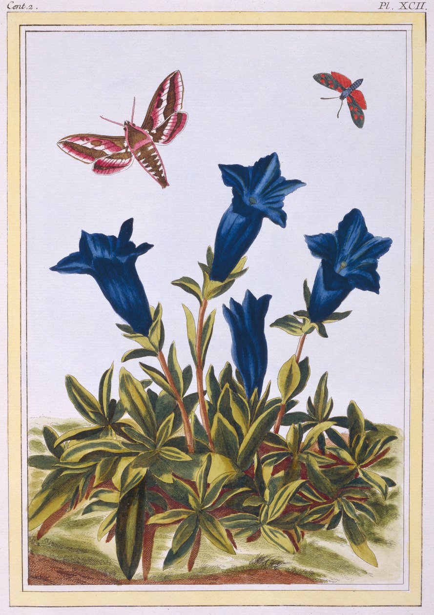 الأزرق الجنطيان (زهرة البوق) ، c.1776 (النقش اليدوي) بواسطة بيير جوزيف بوشوز