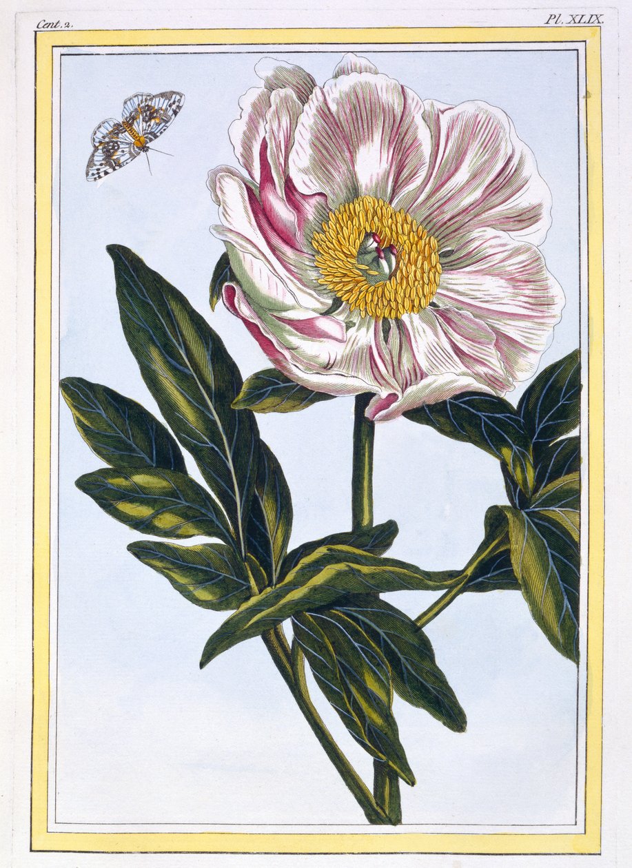 الفاوانيا المشتركة بلون اللحم ، c.1766 (النقش اليدوي) بواسطة بيير جوزيف بوشوز
