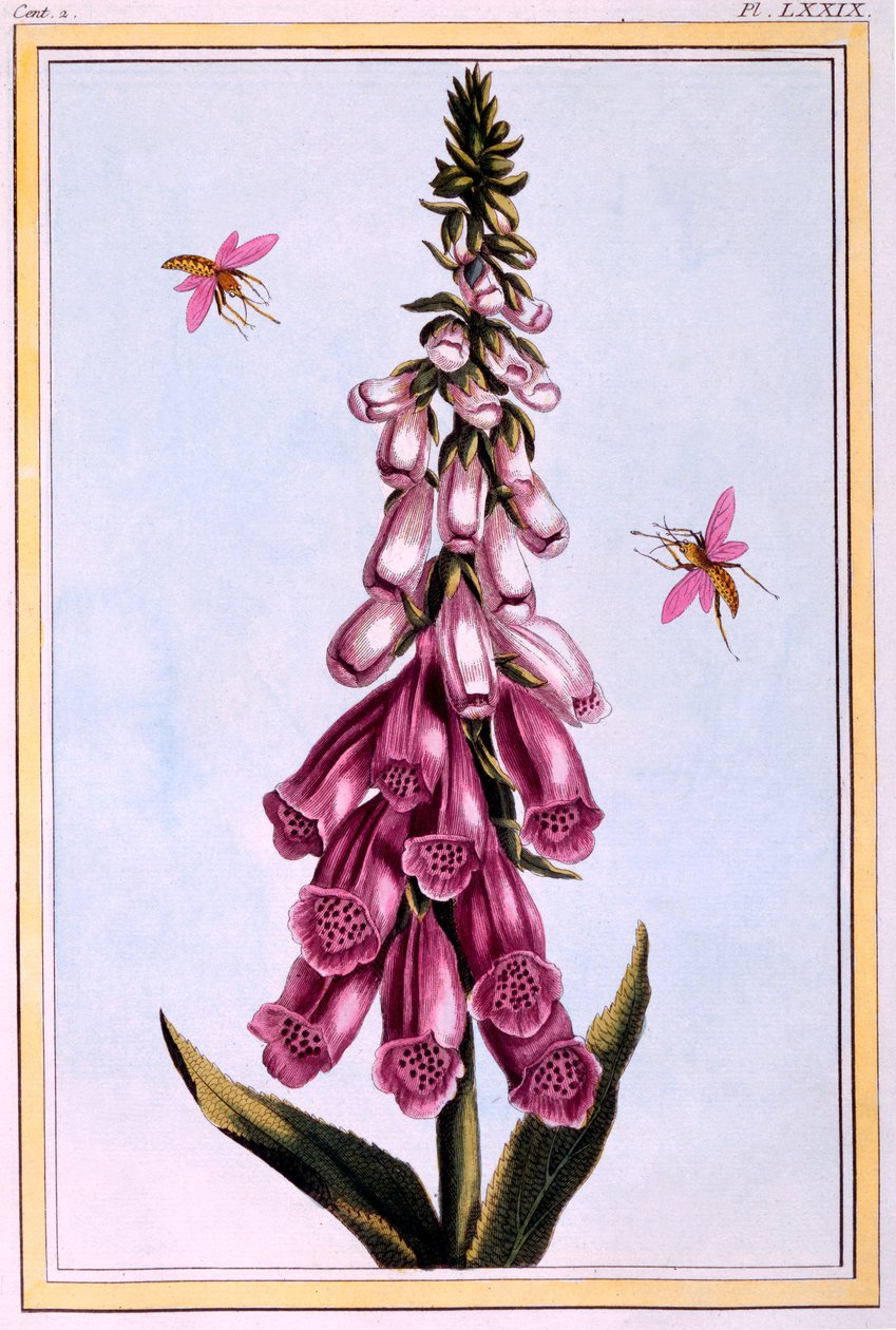 Foxglove Digitalis ، توضيح من "مجموعة Precieuse et Enluminee Des Floura" الجزء الثاني ، بقلم بيير جوزيف بوتشوز ، نشر 1776 بواسطة بيير جوزيف بوشوز