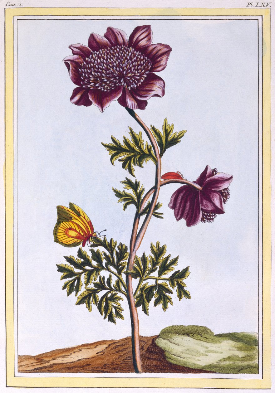 Garden Anenome (Windflower) ، c.1776 (النقش اليدوي) بواسطة بيير جوزيف بوشوز