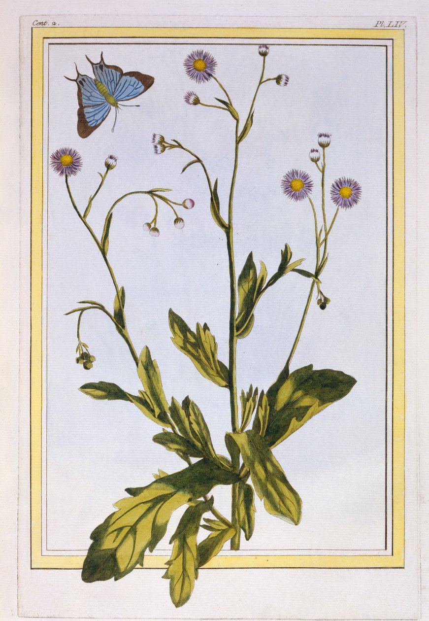 L&39;Erigeron de Philadelphie (Canadian Fleabane) ، c.1776 (النقش اليدوي) بواسطة بيير جوزيف بوشوز