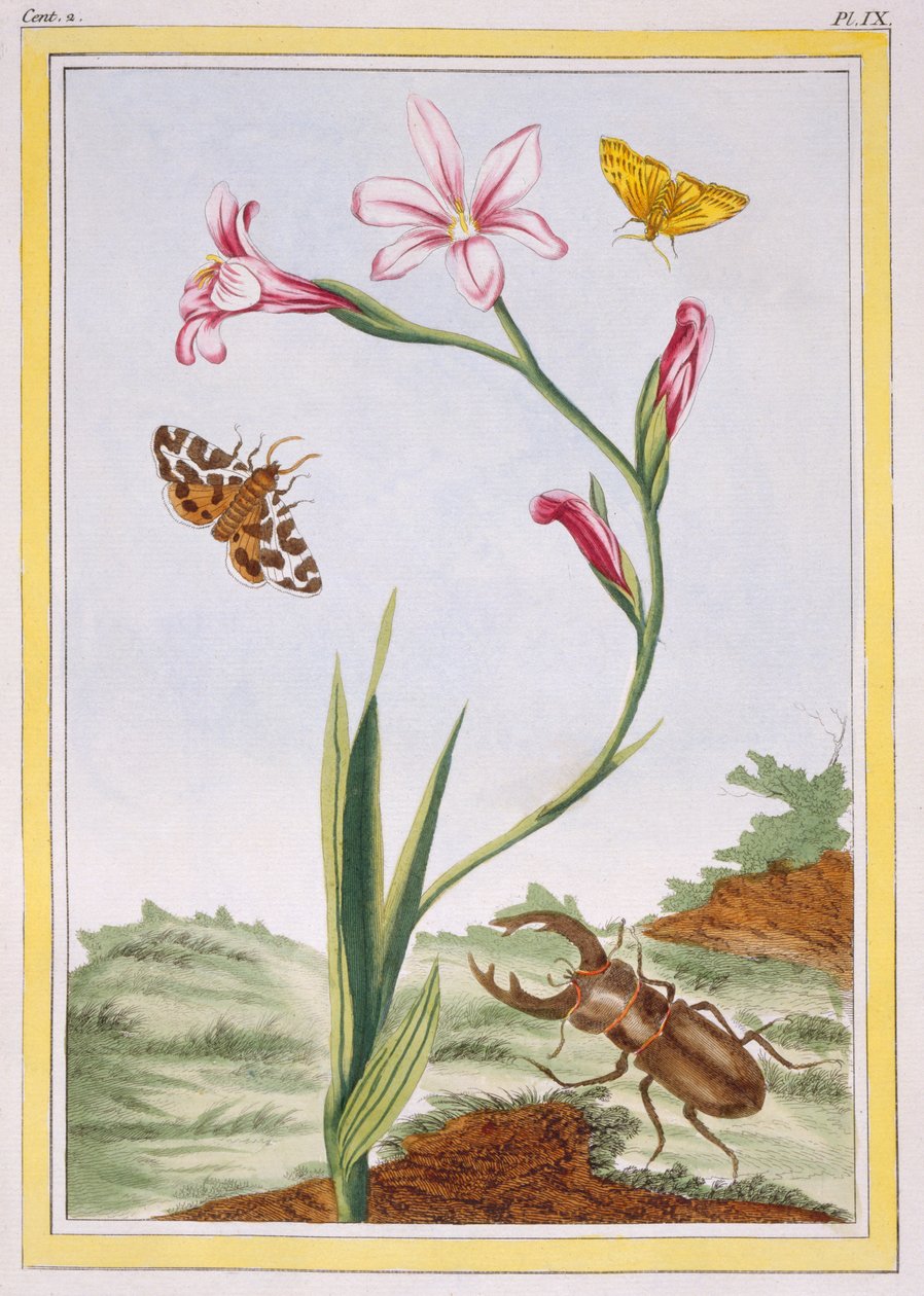 L&39;Ixia (إكسيم اللحم) و Stag Beetle ، c.1776 (النقش اليدوي) بواسطة بيير جوزيف بوشوز