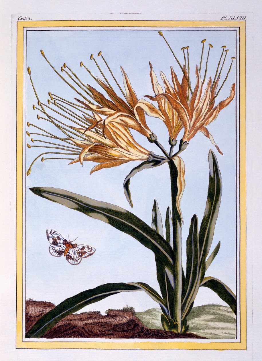 زنبق ، c.1766 (النقش اليدوي) بواسطة بيير جوزيف بوشوز