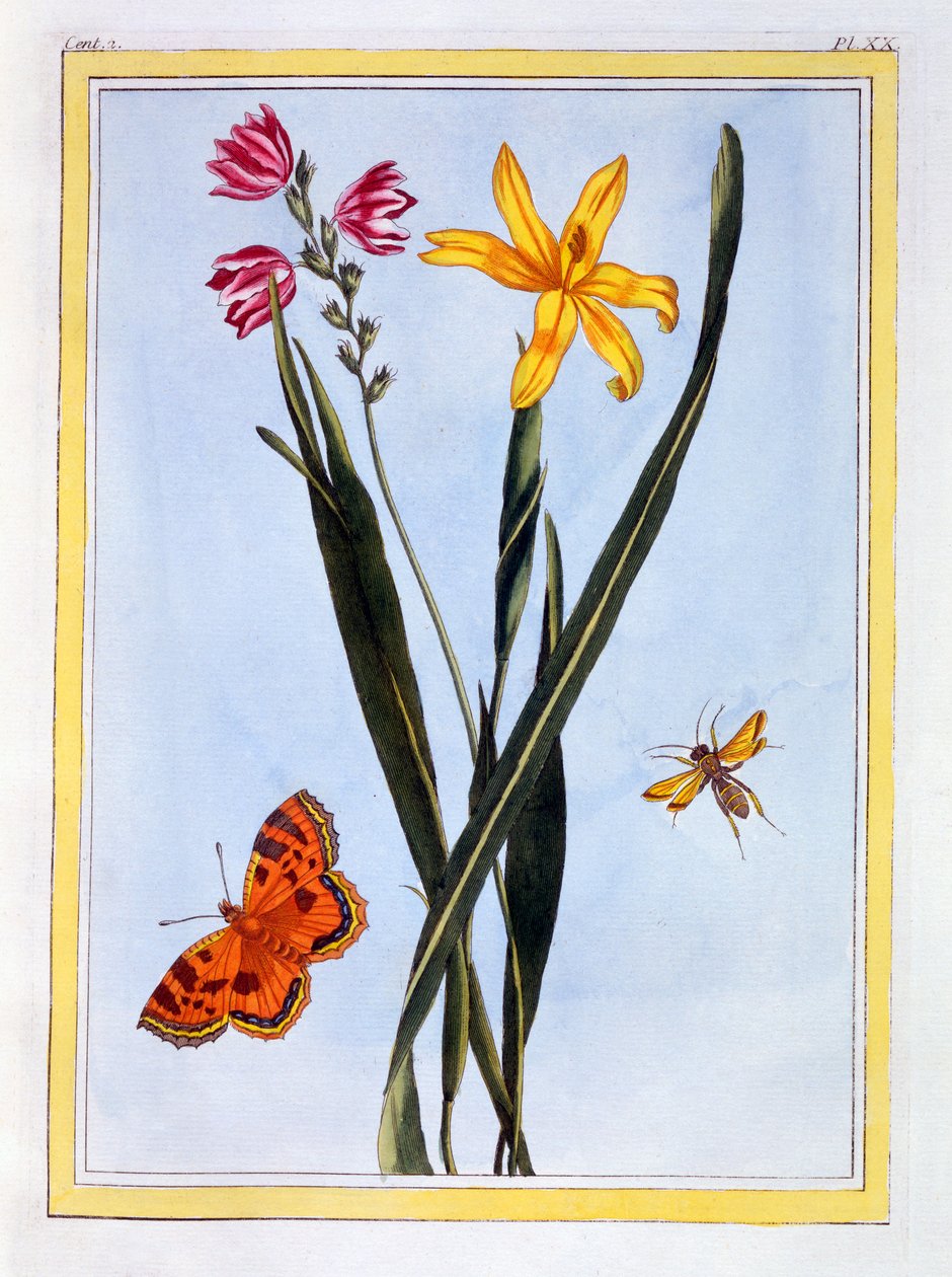 Ixia أمريكا الجنوبية ، c.1766 (النقش اليدوي) بواسطة بيير جوزيف بوشوز