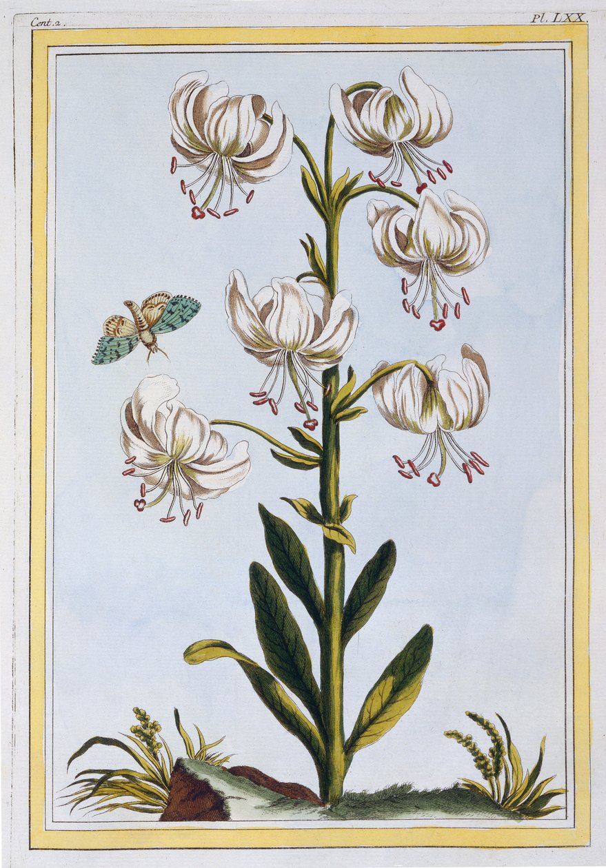 Turkscap Lily prob L. Martagan ، Var: Album ، c.1776 (النقش اليدوي) بواسطة بيير جوزيف بوشوز