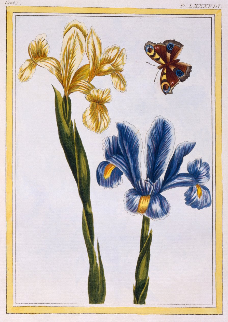 الأصفر والبنفسج ، c.1776 (النقش اليدوي) بواسطة بيير جوزيف بوشوز