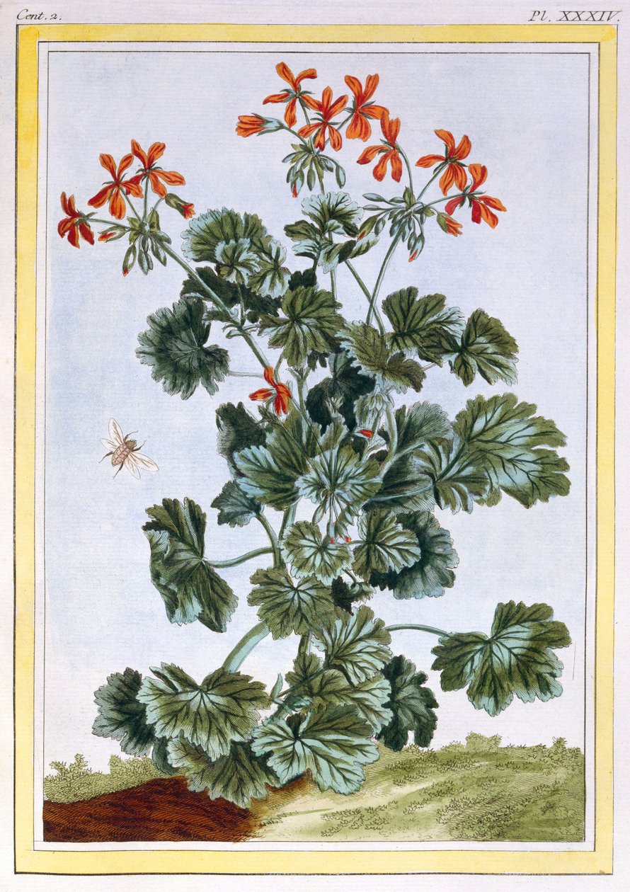 Cranesbill مزهر أصفر ، c.1776 (النقش اليدوي) بواسطة بيير جوزيف بوشوز