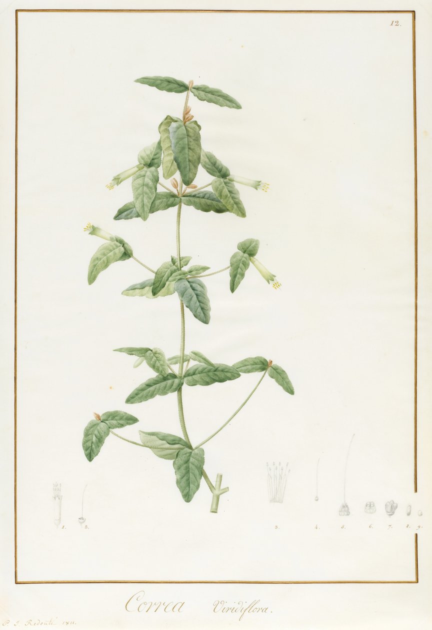 Correa Vieisiflora ، 1811 (مرحاض وجسم بلون على آثار الجرافيت على الرق) بواسطة بيير جوزيف ريدوت