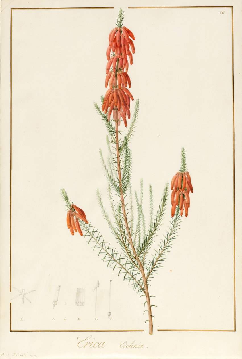 إيريكا إيديليني ، 1811 (مرحاض وجسم ملون على آثار الجرافيت على الرق) بواسطة بيير جوزيف ريدوت