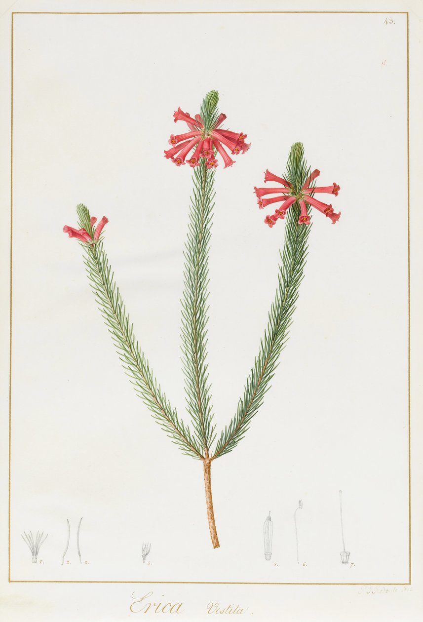 Erica Vestita ، 1812 (المرحاض ولون الجسم فوق الجرافيت على الرق) بواسطة بيير جوزيف ريدوت