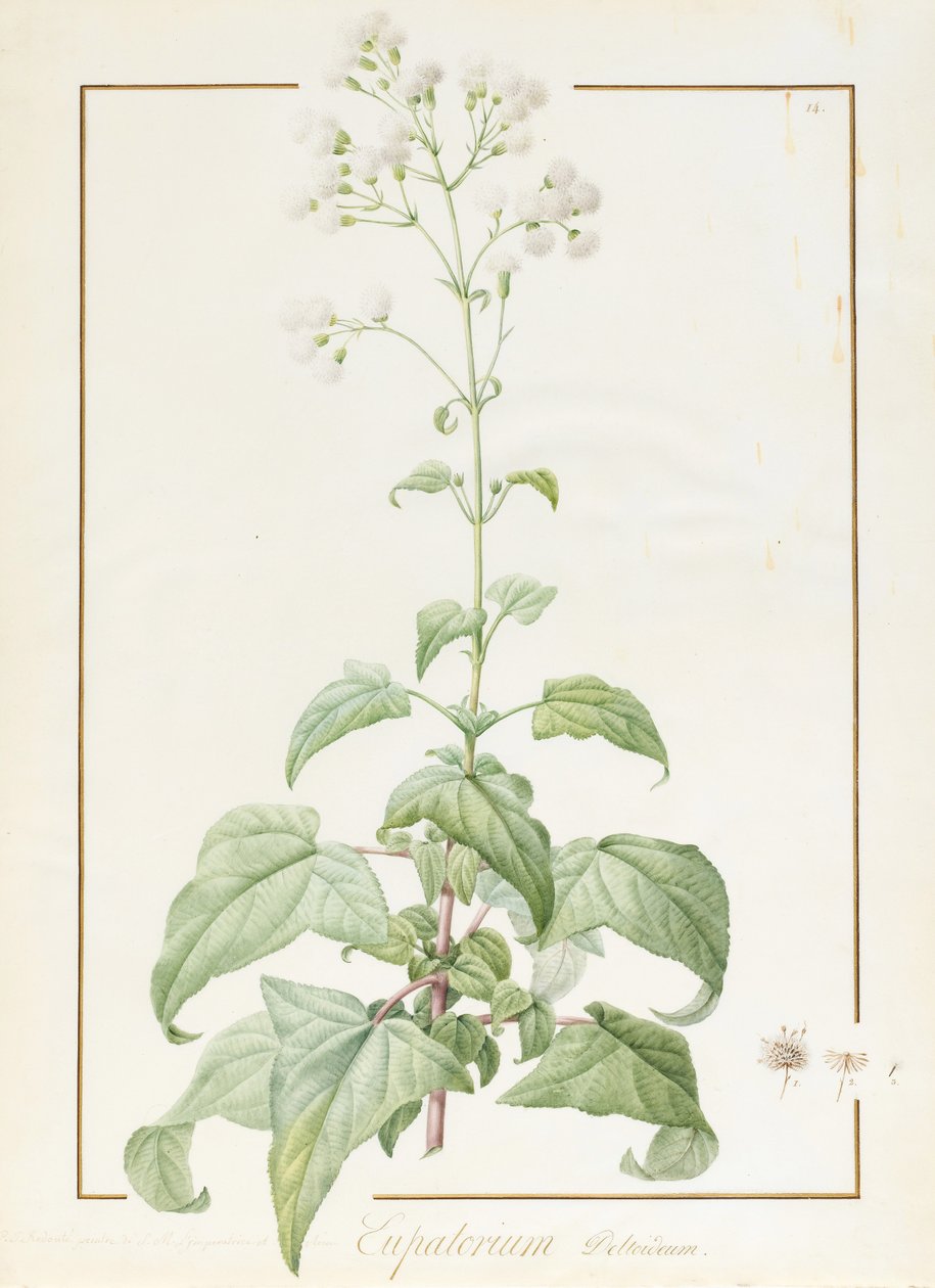 Eupatorium Deltoideum (مرحاض وجسم بلون على آثار الجرافيت على الرق) بواسطة بيير جوزيف ريدوت
