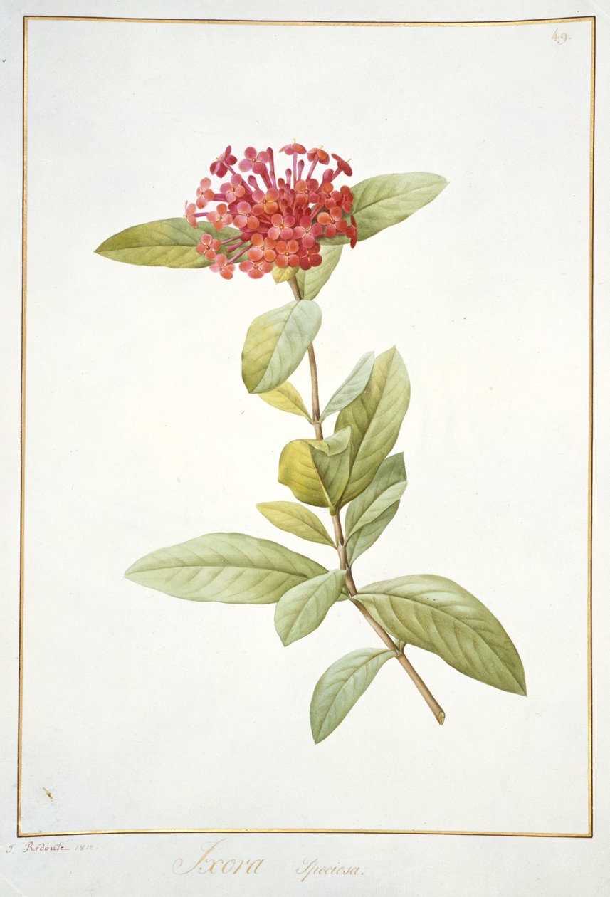 Ixora speciosa ، 1812 (المرحاض ولون الجسم فوق الجرافيت على الرق) بواسطة بيير جوزيف ريدوت