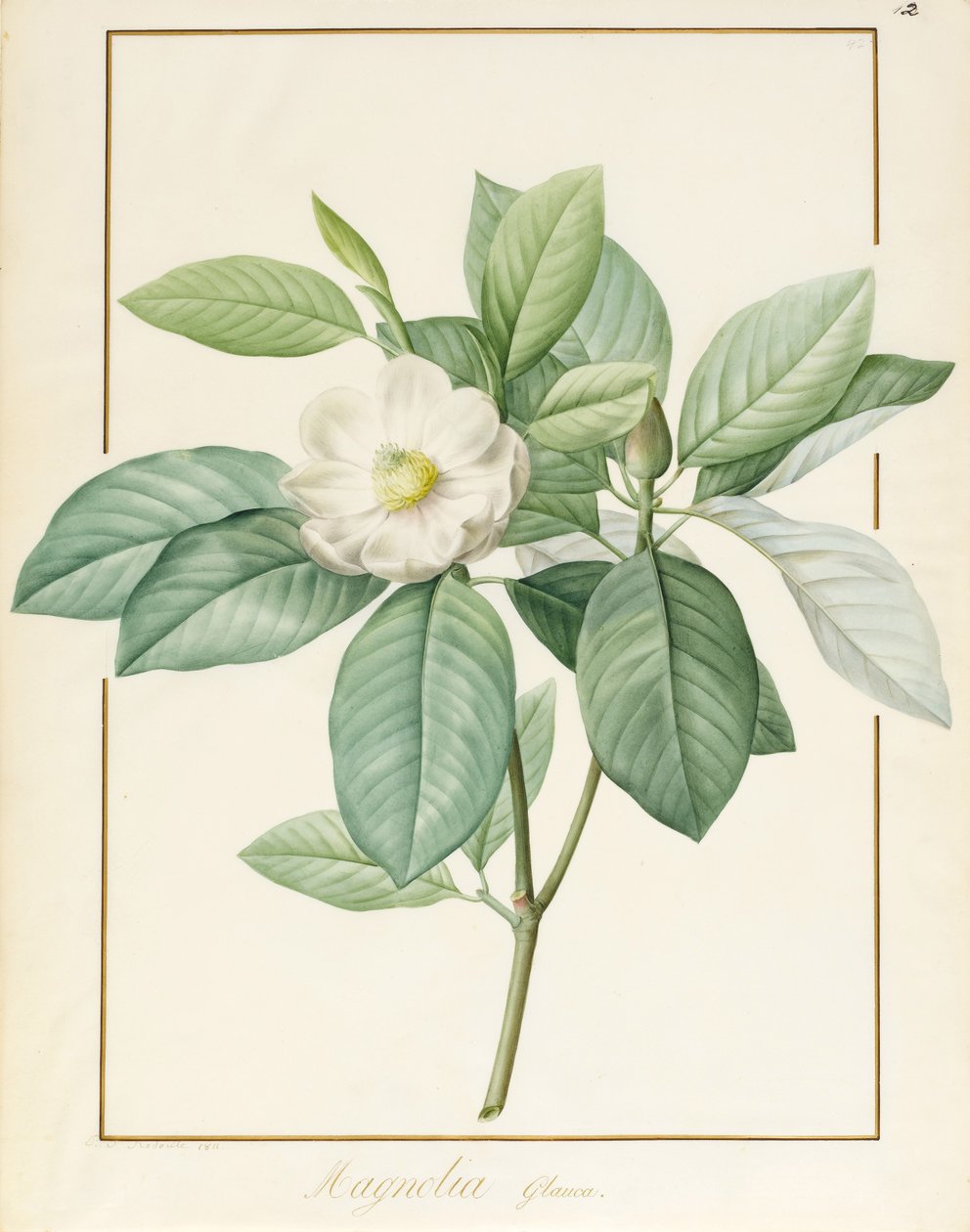 ماغنوليا جلوكا ، 1811 (المرحاض ولون الجسم فوق الجرافيت على الرق) بواسطة بيير جوزيف ريدوت