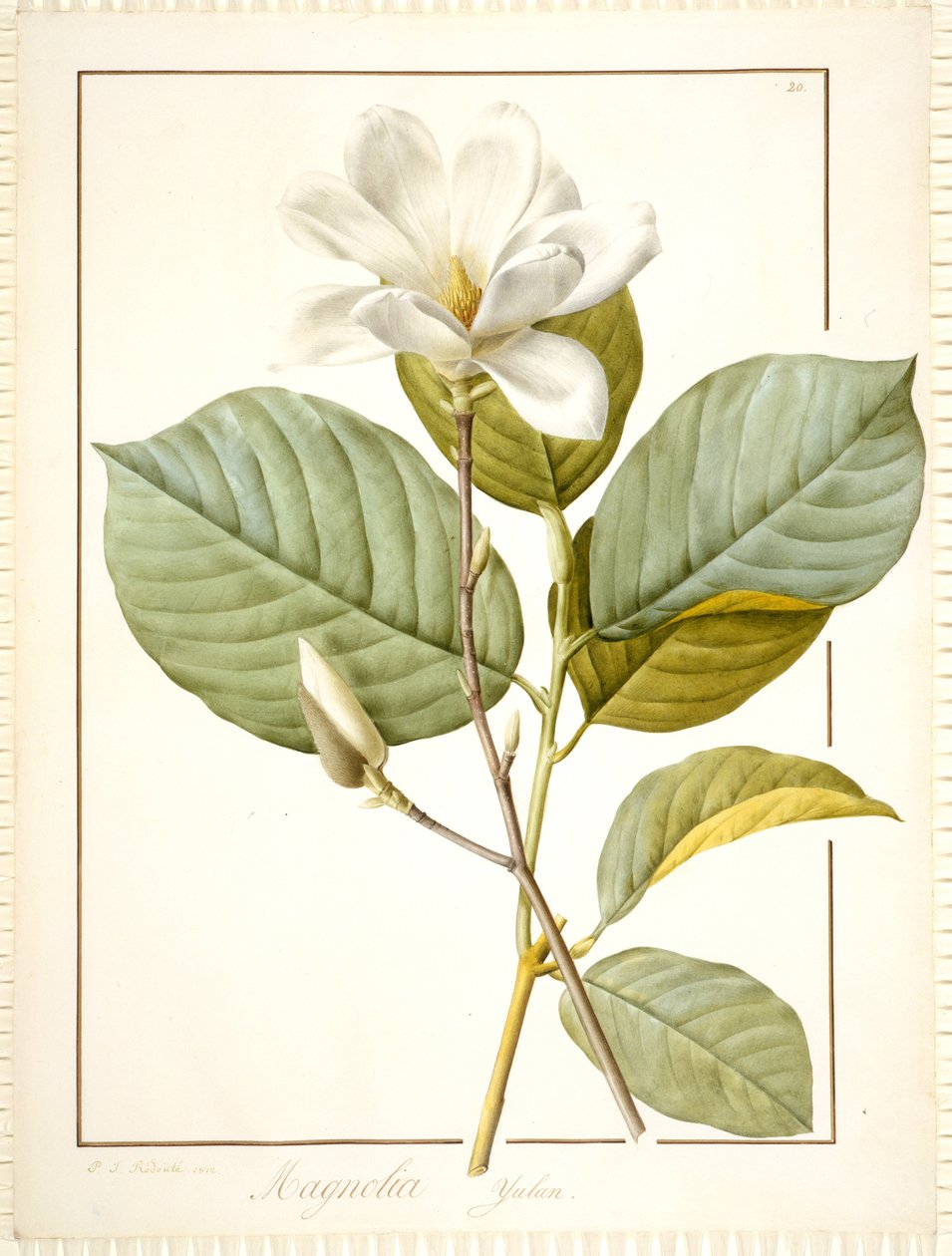 Magnolia Yulan ، Magnolia Denudata ، 1812 (مرحاض وجسم ملون على آثار الجرافيت على الرق) بواسطة بيير جوزيف ريدوت