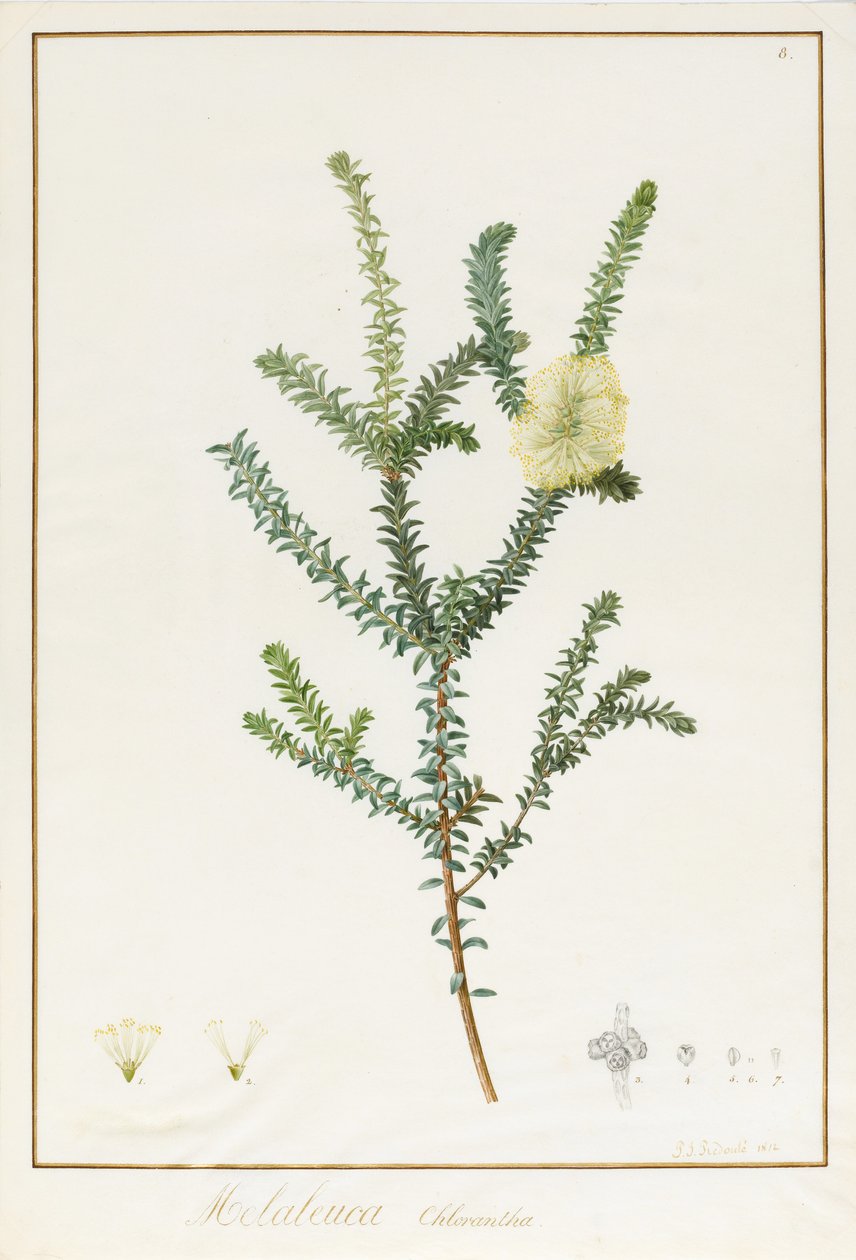 Melaleuca Chlorantha ، 1812 (مرحاض ولون جسم فوق آثار الجرافيت على الرق) بواسطة بيير جوزيف ريدوت