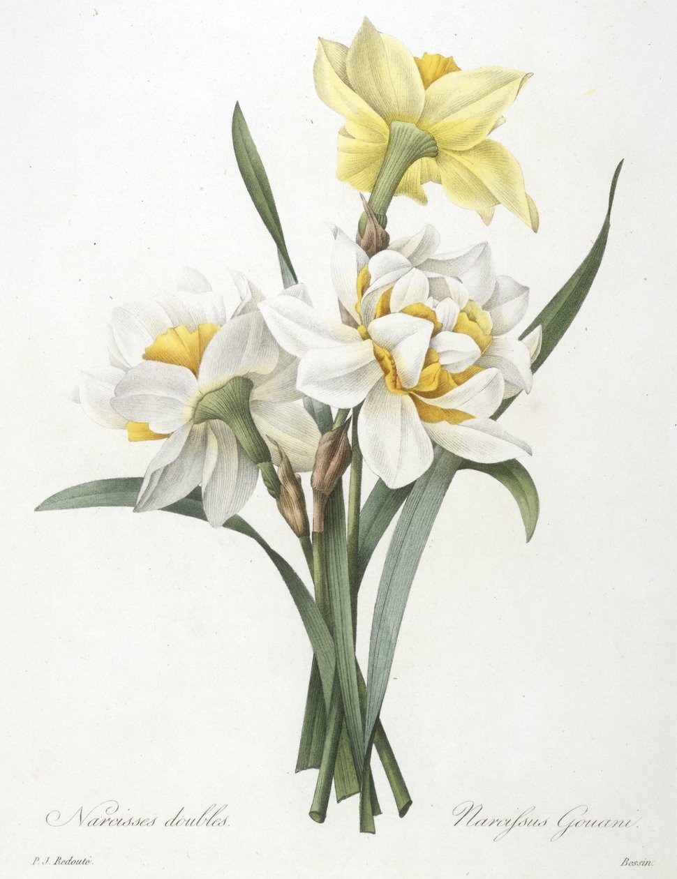 Narcissus gouani (Double Daffodil) ، 1827 بواسطة بيير جوزيف ريدوت