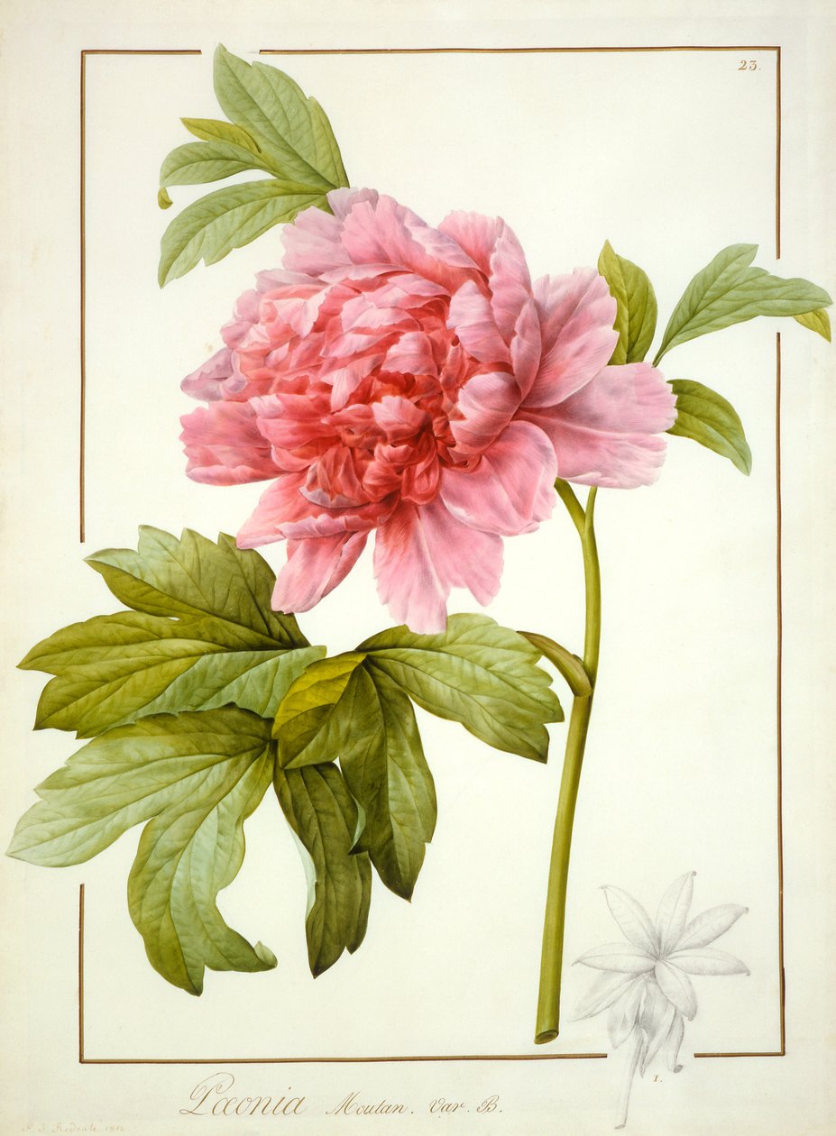 Paeonia Suffruticosa ، 1812 (مرحاض مع صمغ عربي فوق آثار الجرافيت على الرق) بواسطة بيير جوزيف ريدوت